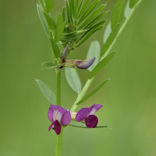 Vicia sativa subsp. segetalis: Plant in habitat Buffer strip in the NatureSpots App