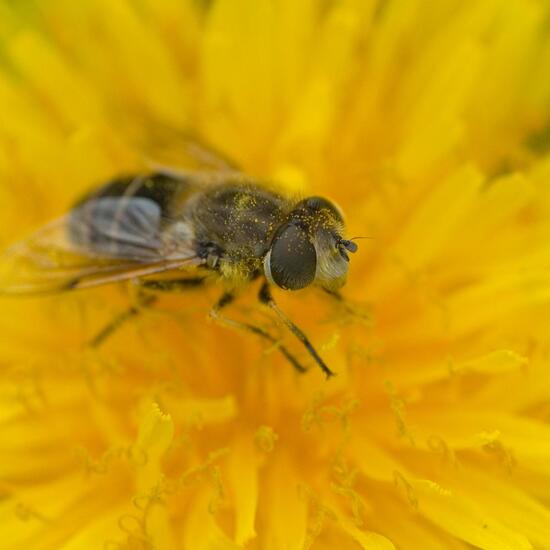 Kleine Keilfleckschwebfliege: Tier im Habitat Garten in der NatureSpots App