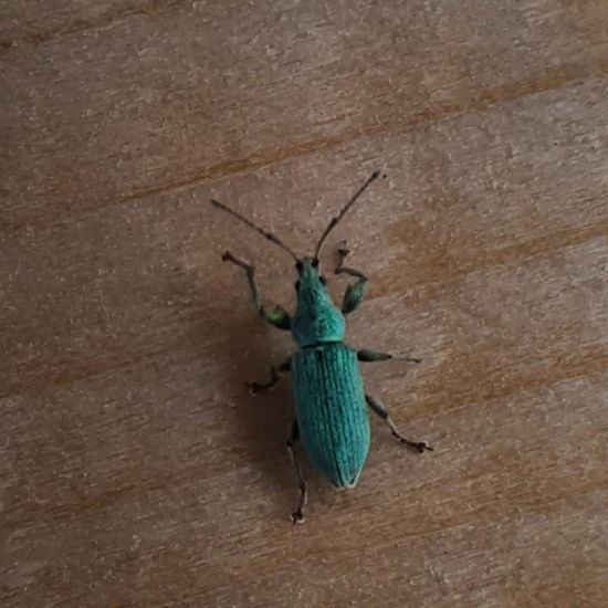 Green Immigrant Leaf Weevil: Animal in nature in the NatureSpots App