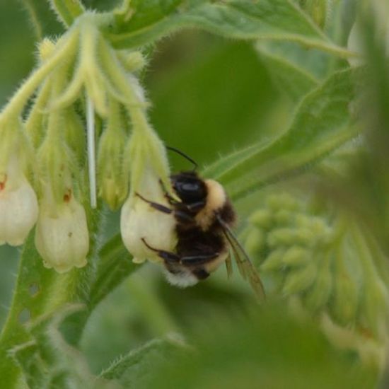 Bombus hortorum: Animal in habitat Road or Transportation in the NatureSpots App