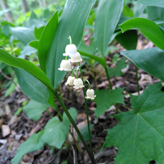 Convallaria majalis: Plant in habitat Temperate forest in the NatureSpots App