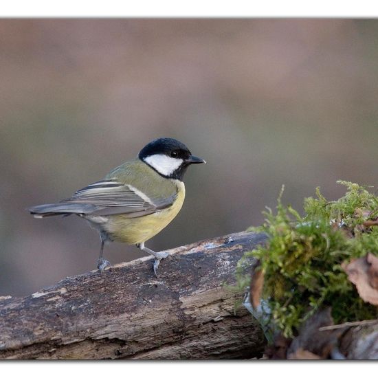 Kohlmeise: Tier im Habitat Hinterhof in der NatureSpots App