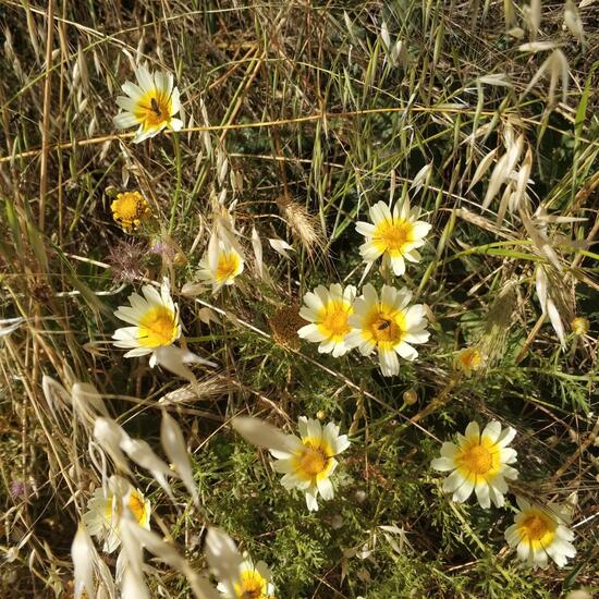 another species: Plant in habitat Grassland in the NatureSpots App