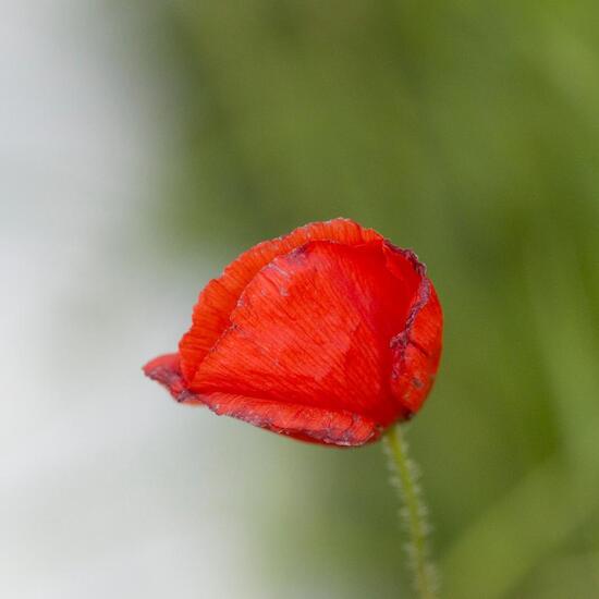 Papaver rhoeas: Plant in habitat Buffer strip in the NatureSpots App