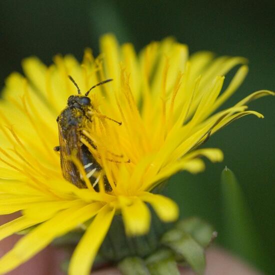 Tenthredo koehleri: Tier im Habitat Halb-natürliches Grasland in der NatureSpots App