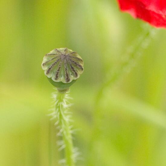 Klatschmohn: Pflanze im Habitat Ackerrandstreifen in der NatureSpots App