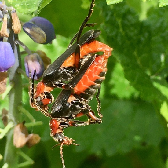 Gemeiner Weichkäfer: Tier im Habitat Garten in der NatureSpots App