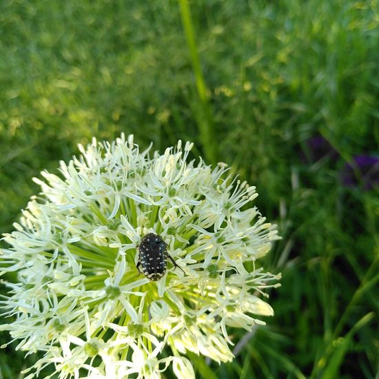 Trauer-Rosenkäfer: Tier im Habitat Park in der NatureSpots App