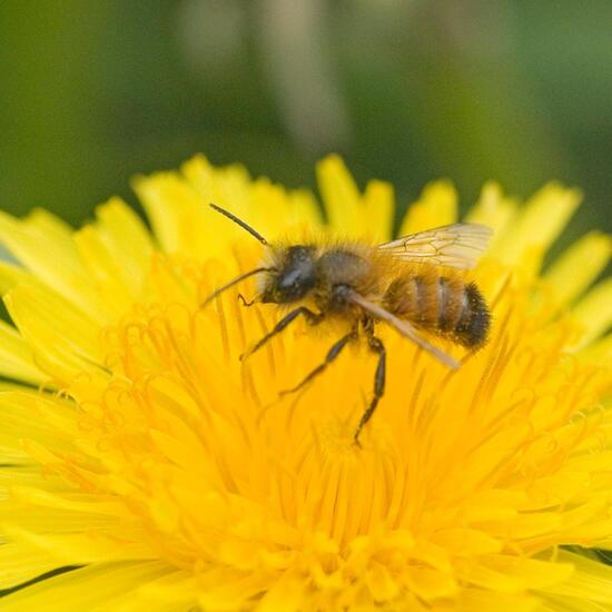 Osmia cornuta: Animal in habitat Semi-natural grassland in the NatureSpots App