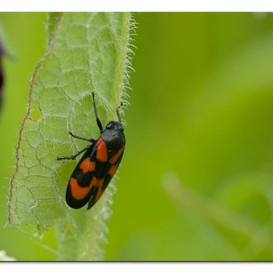 Cercopis vulnerata: Tier im Habitat Strasse/Verkehr in der NatureSpots App