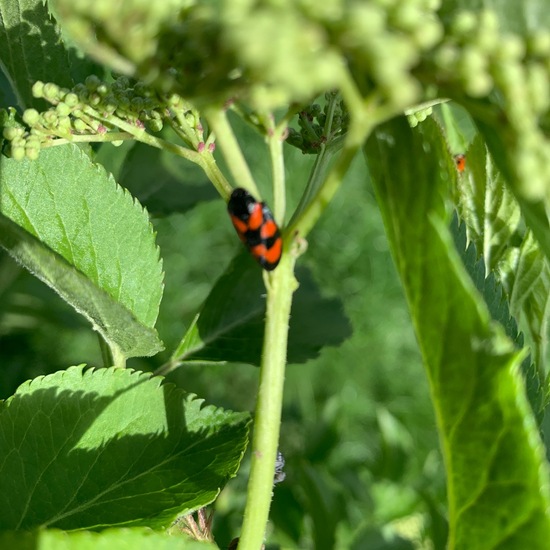 andere Art: Tier im Habitat Garten in der NatureSpots App