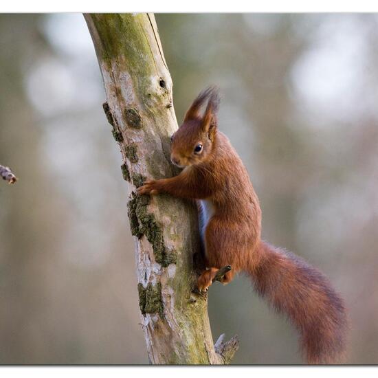 Red Squirrel: Animal in habitat Backyard in the NatureSpots App