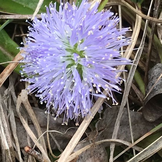 Globularia nudicaulis gracilis: Plant in habitat Rock areas in the NatureSpots App