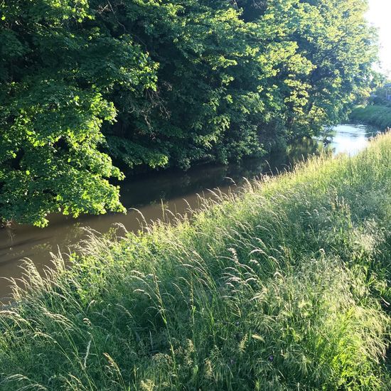 Landschaft: Süßwasser im Habitat Fluss in der NatureSpots App