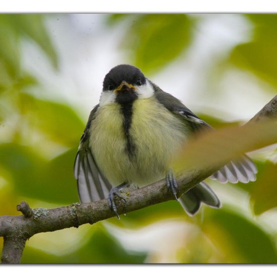 Great Tit: Animal in habitat Garden in the NatureSpots App