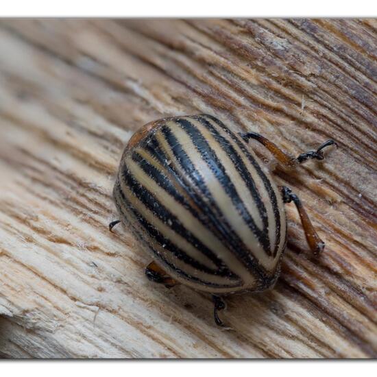 Colorado potato beetle: Animal in habitat Garden agriculture in the NatureSpots App