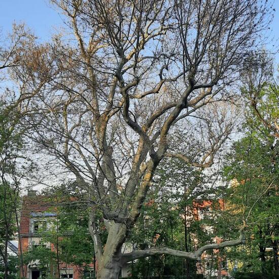 Platanus: Plant in habitat Park in the NatureSpots App