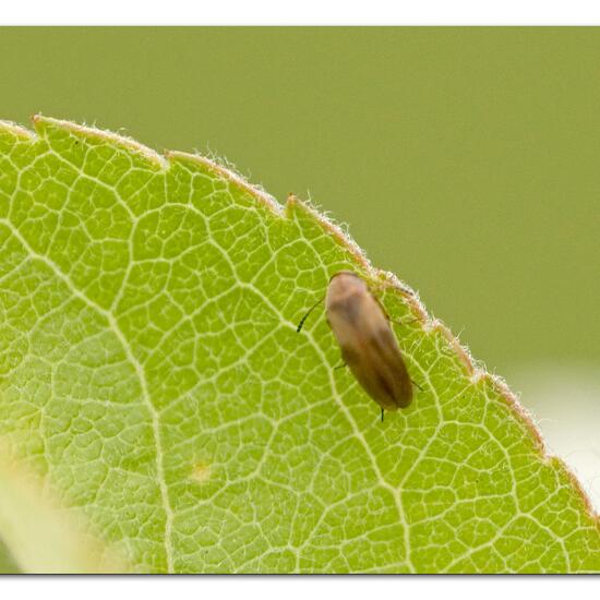 Anaspis maculata: Tier im Habitat Garten in der NatureSpots App