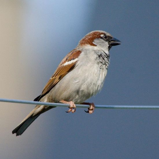 House Sparrow: Animal in nature in the NatureSpots App