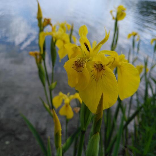 Iris pseudacorus: Plant in habitat Artificial freshwater in the NatureSpots App
