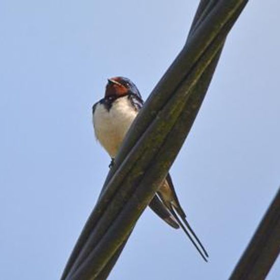 Barn Swallow: Animal in habitat Road or Transportation in the NatureSpots App