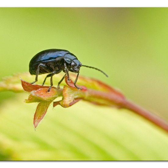 Blauer Erlenblattkäfer: Tier im Habitat Garten in der NatureSpots App