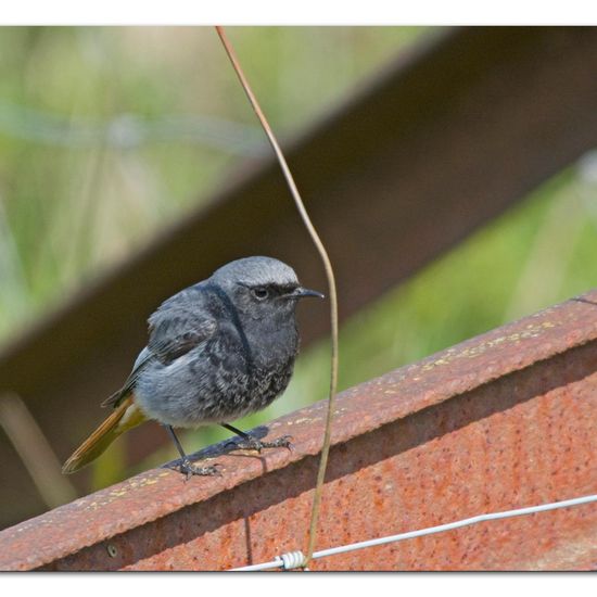 Hausrotschwanz: Tier im Habitat Hinterhof in der NatureSpots App