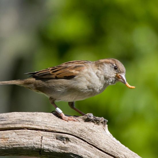 Landschaft: Stadt und Garten im Habitat Garten in der NatureSpots App