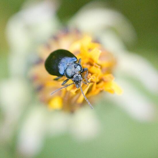 Blauer Erlenblattkäfer: Tier im Habitat Halb-natürliches Grasland in der NatureSpots App