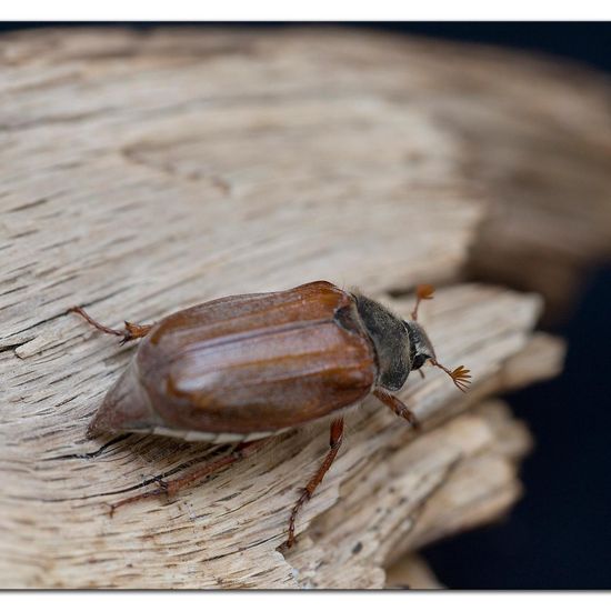 Feldmaikäfer: Tier im Habitat Garten in der NatureSpots App