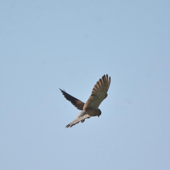 Turmfalke: Tier im Habitat Strasse/Verkehr in der NatureSpots App