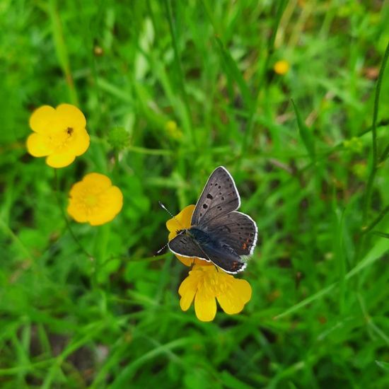 Brauner Feuerfalter: Tier in der Natur in der NatureSpots App