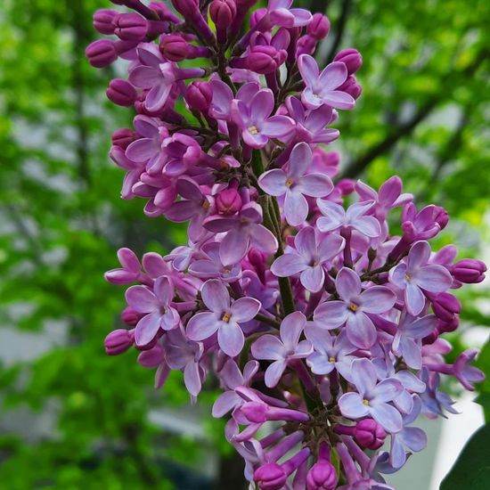 Syringa: Plant in nature in the NatureSpots App