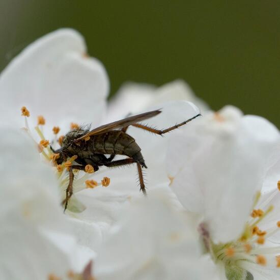 Empis tessellata: Animal in habitat Garden in the NatureSpots App