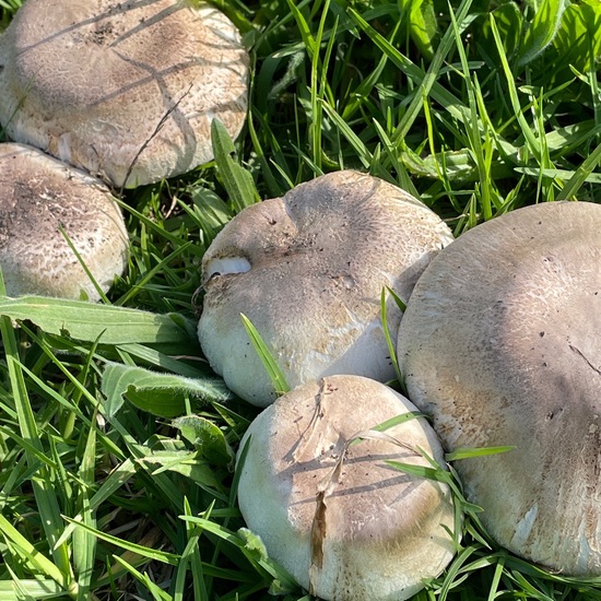 Machilus mushaensis: Pflanze im Habitat Grasland und Büsche in der NatureSpots App