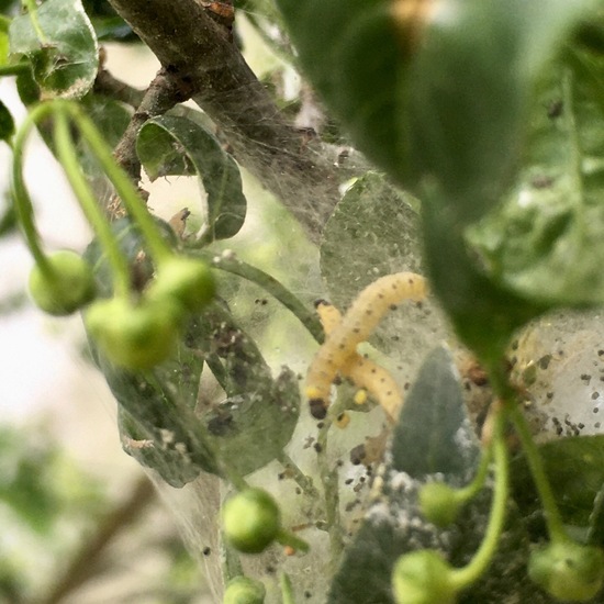 Pfaffenhütchen-Gespinstmotte: Tier im Habitat Garten in der NatureSpots App