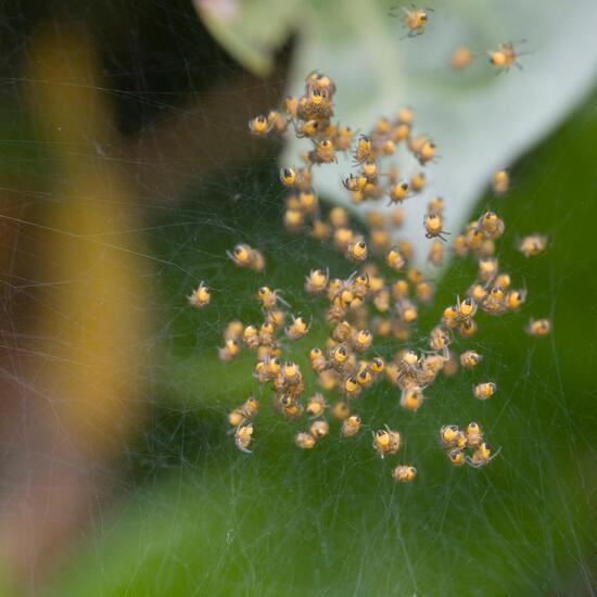 Araneus diadematus: Animal in habitat Garden in the NatureSpots App