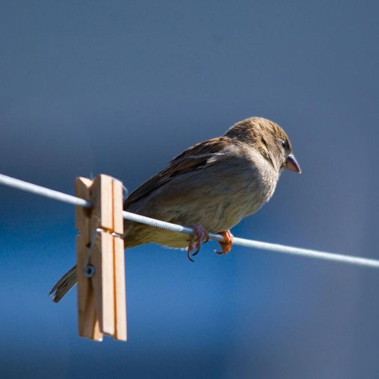 Haussperling: Tier im Habitat Garten in der NatureSpots App