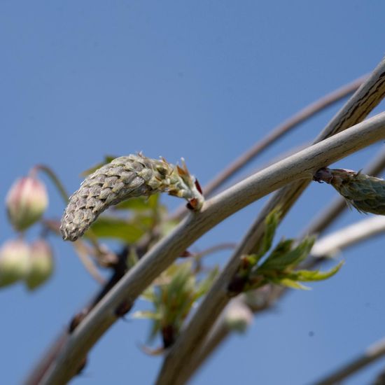 Landschaft: Stadt und Garten im Habitat Garten in der NatureSpots App