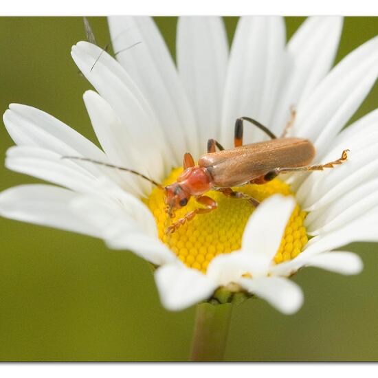 Cantharis livida: Animal in habitat Agricultural meadow in the NatureSpots App