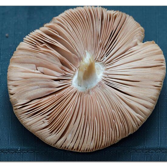 Volvariella gloiocephala: Mushroom in nature in the NatureSpots App