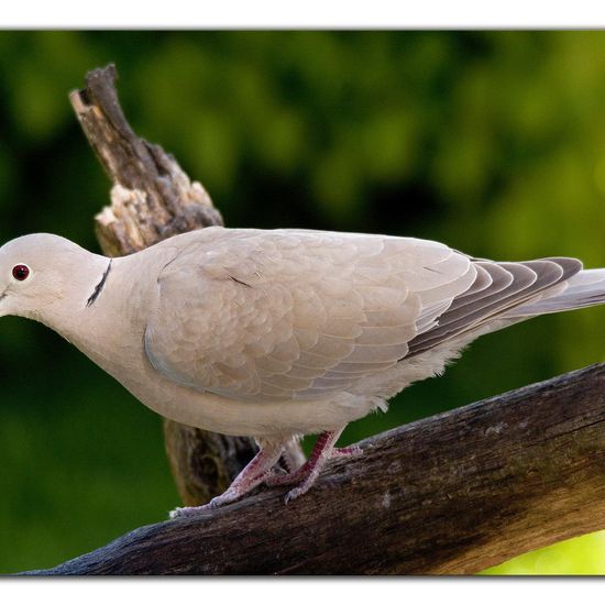 Eurasian Collared Dove: Animal in habitat Garden in the NatureSpots App