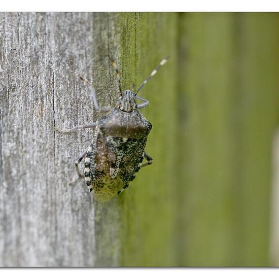 Graue Gartenwanze: Tier im Habitat Garten in der NatureSpots App