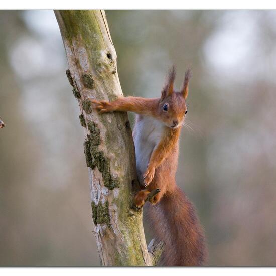 Red Squirrel: Animal in habitat Backyard in the NatureSpots App