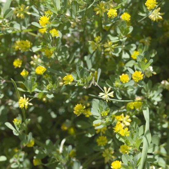 Faden-Klee: Pflanze im Habitat Naturnahe Wiese in der NatureSpots App