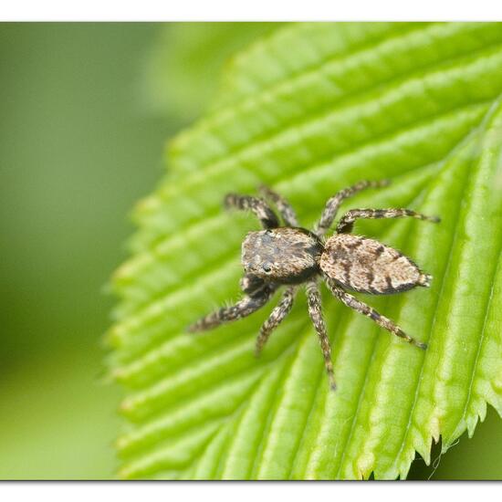 Rindenspringspinne: Tier im Habitat Garten in der NatureSpots App