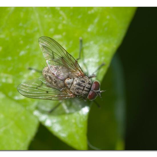 Phaonia tuguriorum: Tier im Habitat Garten in der NatureSpots App