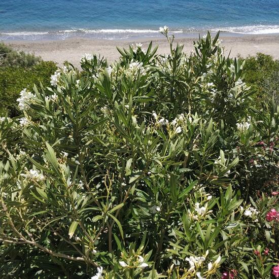 Nerium oleander: Plant in habitat Rocky coast in the NatureSpots App