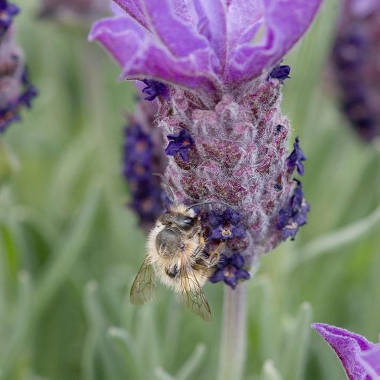 Eine unbekannte Art: Tier in der Natur in der NatureSpots App