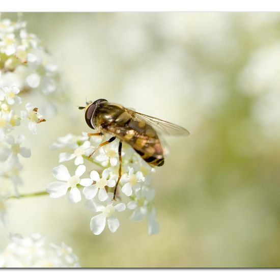 Eupeodes corollae: Tier im Habitat Strasse/Verkehr in der NatureSpots App